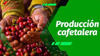Cultivando Patria | Finca “Los Curos”, variedad cafetalera