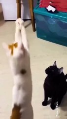 Cat Accidentally Slap Another Cat