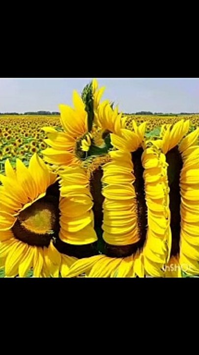 Naat sharif, naat, viral naat, naat naat, new naat, Islamic naat, new Islamic naat, Naate pak, new Naate pak, Beautiful naat sharif