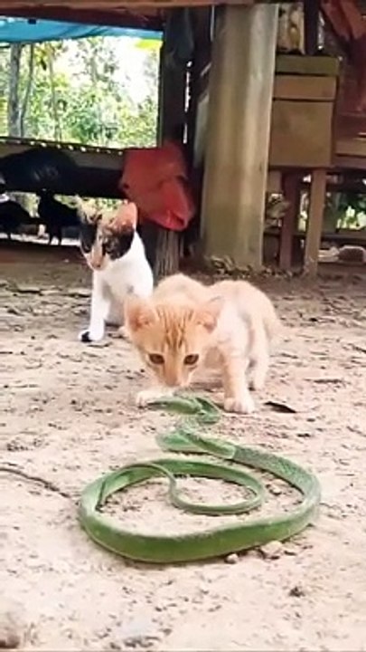 Cat VS Snake very interesting show