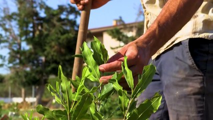 Mangues, avocats et litchis dans les vergers grecs, fruits du changement climatique