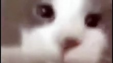 Gato