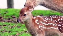 Nara deer park Japan  #wildlife #deer