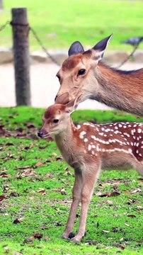 Nara deer park Japan #wildlife #deer