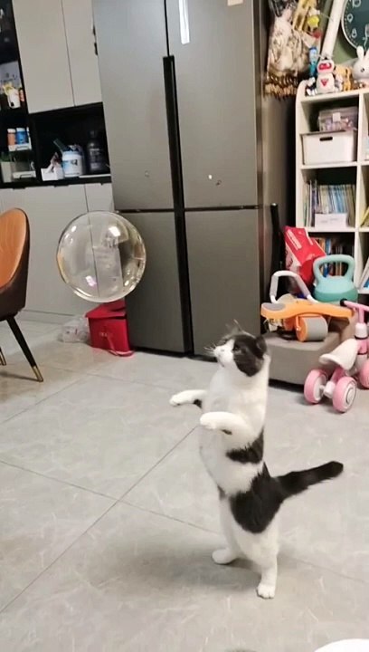 lincah_banget_‼️_untuk_berdiri_#shorts_#youtubeshorts_#funny_#dagelan(480p)