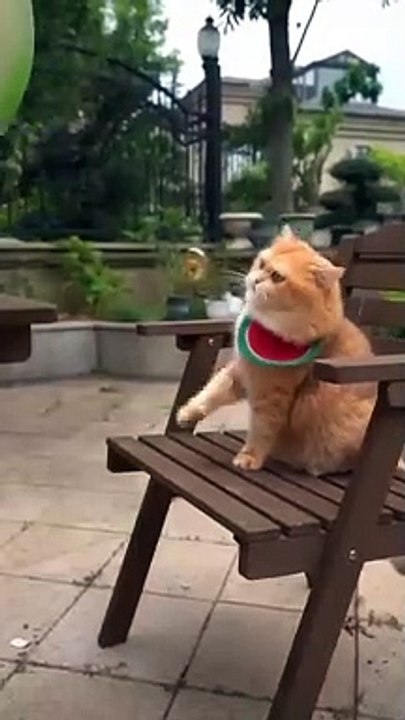 balon_besar_mpus__#shorts_#shorts_#funny_#dagelan_#lucu(480p)