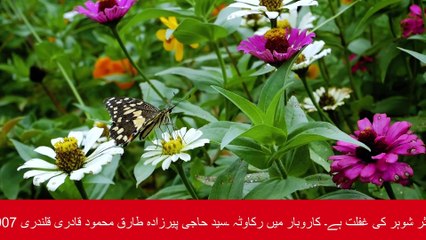 The Situation after Moses (huzrat mussa) Proven Right (PART 1)