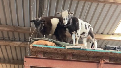 Naughty goat tests its athleticism by trying to climb on a van