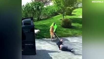 THE FUNNIEST DOG FAILS EVER | DOG FAIL COMPILATION | WIDOFAILS