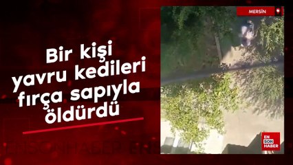 Manisa'da bir kişi yavru kedileri fırça sapıyla öldürdü