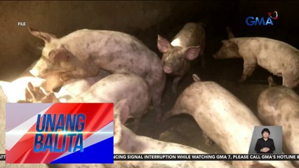 Lobo, Batangas, isinailalim sa state of calamity dahil sa banta ng ASF | Unang Balita