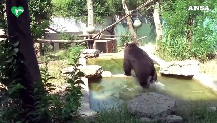 L'orsetto Kuma, da Roma alla Germania verso la semiliberta'