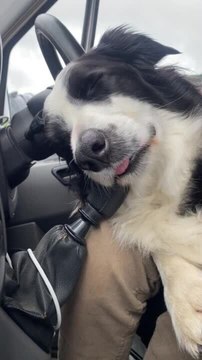 Tired Dog Falls Asleep on Gearshift