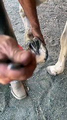 Atların pedikür bakımı...