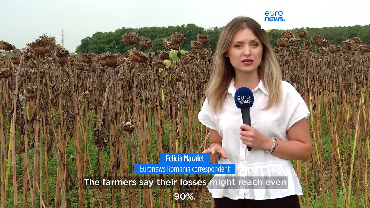 Drought devastates corn and sunflower fields in Romania