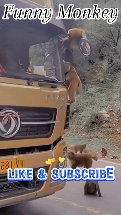 Funny monkey