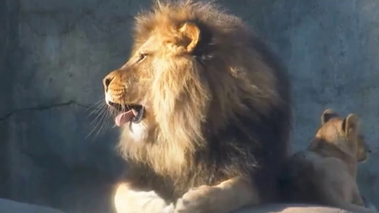 Lion's cub | সিংহের বাচ্চা