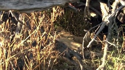 The Apex Predators Fighting To Feed Their 21 Lion Family  Pride In Battle  Full Documentary