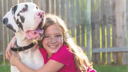 Great Dane tips #pets_birds