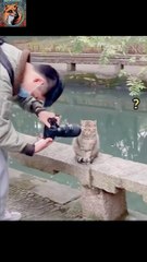 Cat Photography| Most Funny Clips Ever 2024| New Funny Cat Video 2024|