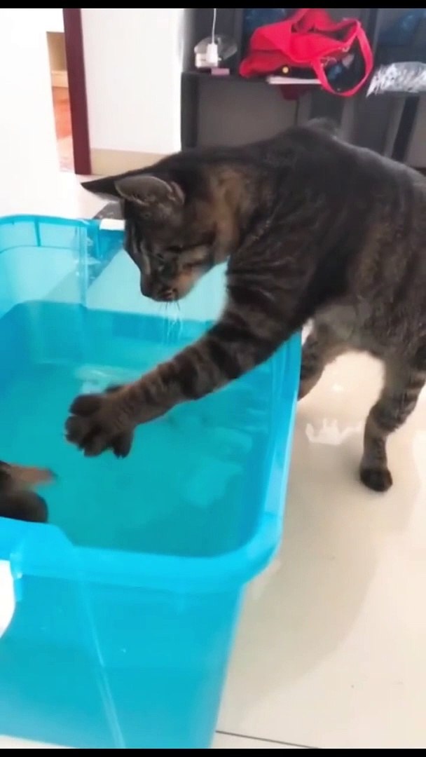 Funny videos | cat and dog videos | videos