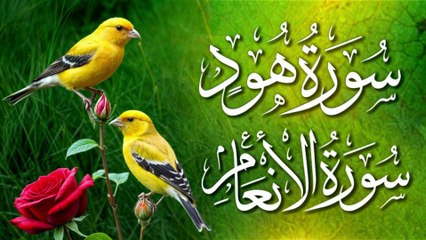 Beautiful Recitation Of  Surah Hood Full ||سورة هود| Surah Al-An'aam Full | سورة الأنعام|