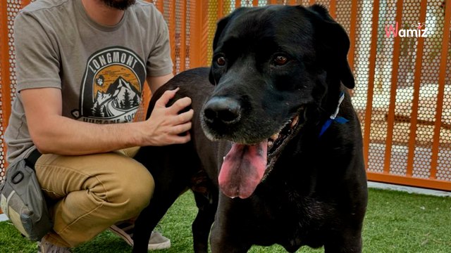 Ce chien de sauvetage de 4 ans a été ramené au refuge car un détail agaçait sa famille