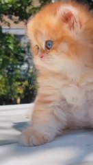 Cat's cuteness ❤️