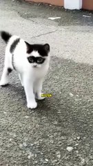 Download Video: Strange Cat  With Black Mask shade #cat #cats #catsofinstagram #catstagram #catlover #catoftheday #catsagram #catlovers #catering (19)