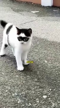 Strange Cat With Black Mask shade #cat #cats #catsofinstagram #catstagram #catlover #catoftheday #catsagram #catlovers #catering (19)