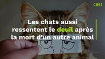 Les chats aussi ressentent le deuil après la mort d’un autre animal
