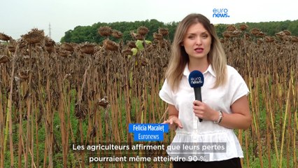 La sécheresse dévaste les champs de maïs et de tournesol en Roumanie