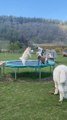 Baby Goats Play on Trampoline