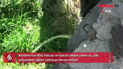 Dayanılmaz kokusuna rağmen şifa bulmak için kana kana içiyorlar