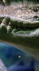 New Ancient Marine Crocodile Species Discovered!