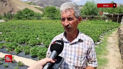 Sivas'ta Almanya'dan öğrendiği sırlarla organik çilek üretiyor