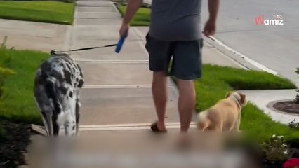 Un couple part promener son chien : la balade prend une tournure inattendue