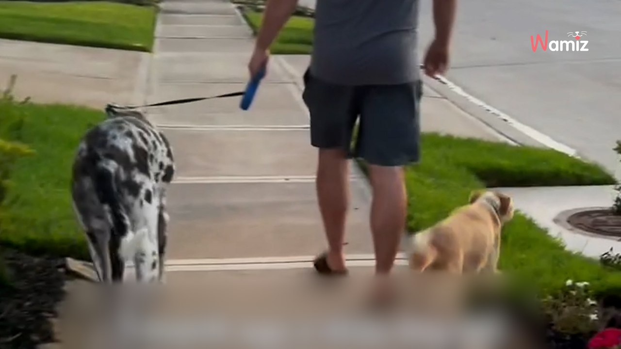 Un couple part promener son chien : la balade prend une tournure inattendue