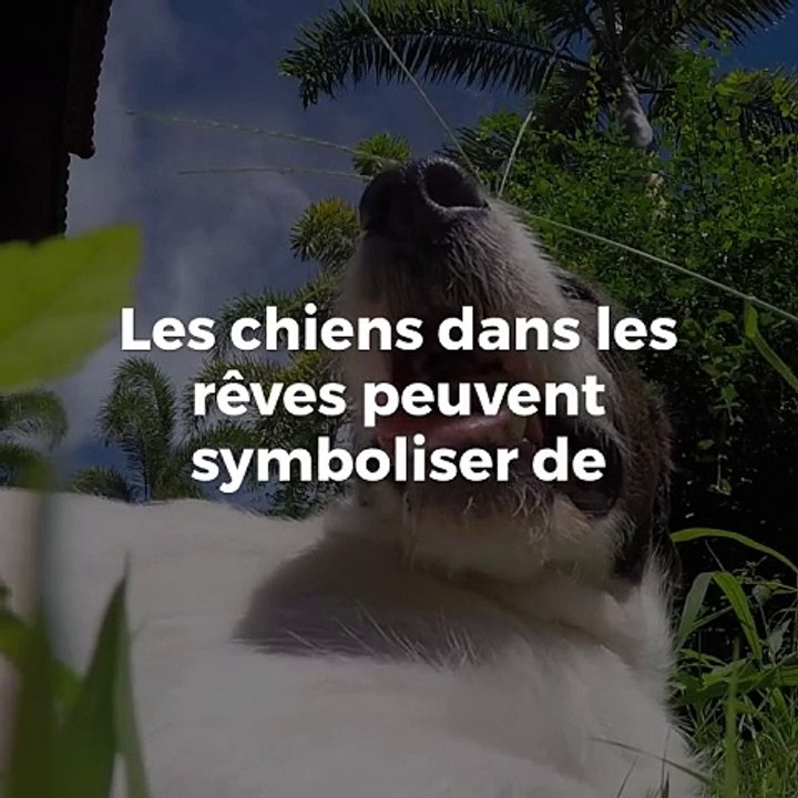 Rêver de chien : Interprétation et Signification