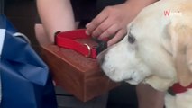 Un chien doit faire le deuil de son ami : ses propriétaires décident de lui montrer ses cendres
