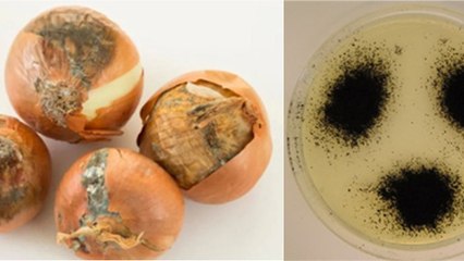Moldy Onion Safe To Eat Or Not: काले धब्बे वाले प्याज खाना चाहिए या नहीं | Boldsky