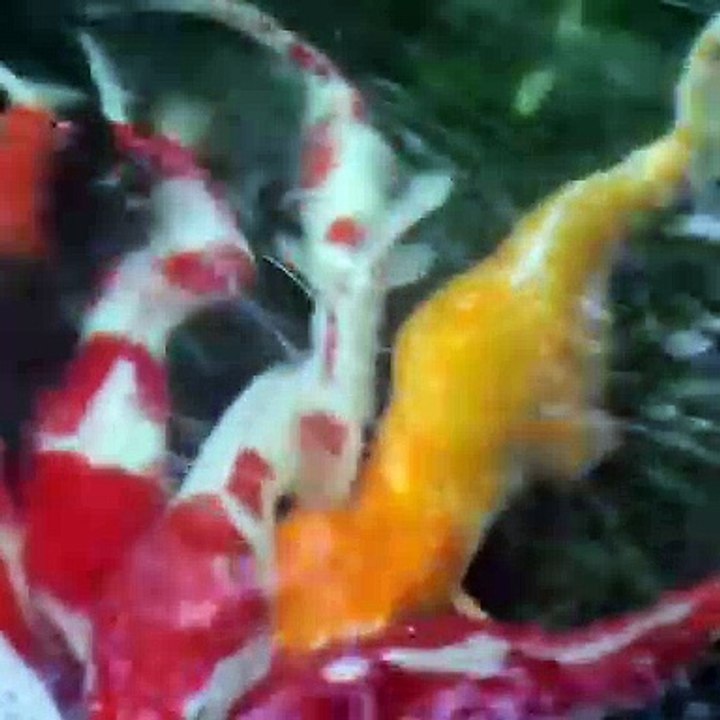 Rêver de poisson : Interprétation et Signification