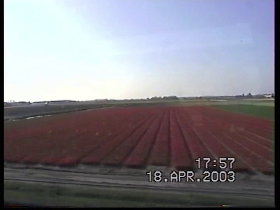 Les champs de tulipes