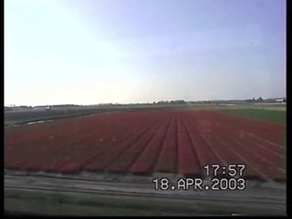 Les champs de tulipes