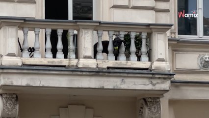 Suczka z Łodzi zyskała światową sławę. Co takiego robi, że ściąga tłumy turystów? (video)