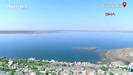 Diyarbakır Devegeçidi Baraj’ında ‘Asya sazanı’ ölümü