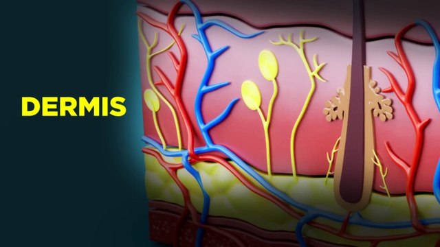 6 Tips For Healthy Skin Science Based