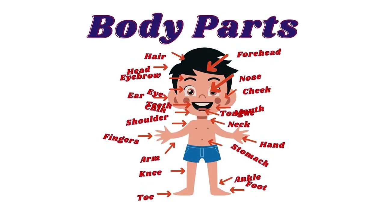 Parts of the Body _ Body Parts for Kids _ Body Parts Name in English ️_HD