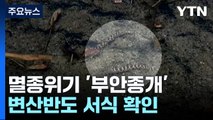 멸종위기 고유종 '부안종개' 포착...변산반도 서식 확인 / YTN