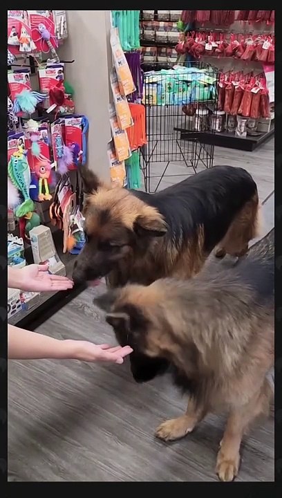 German shepherd